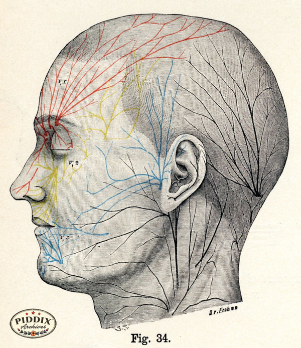 PDXC7202 -- Human Anatomy Face & Head Blood Vessels - piddix