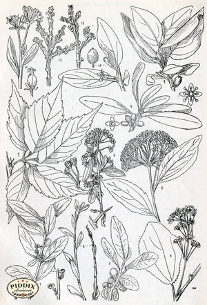 Black & White Leaves Pdxc11426 Engraving